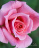 Freckles rose photo
