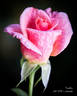 Freckles rose photo