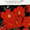 Wildfire rose photo