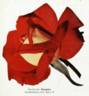 Kleopatra rose photo