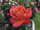 Voodoo rose photo
