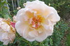 Isarperle rose photo