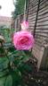 Artic Circle rose photo