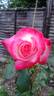 Desperado rose photo