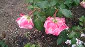 Desperado rose photo