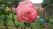 Desperado rose photo