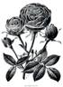 Crimson Globe rose photo