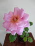 Amy Johnson rose photo