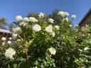 Moondance rose photo