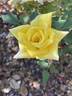 The Lighthouse rose photo