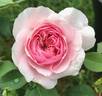 Mystic Beauty rose photo