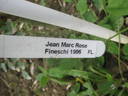 Jean Marc Rosé rose photo