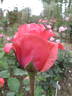 Jean Marc Rosé rose photo
