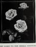 Imperial Potentate rose photo