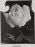 Cheerful rose photo