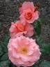 Kathryn McGredy rose photo