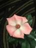 Pastor Dave Yingling rose photo