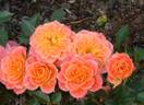 Mandarin ® rose photo