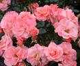 Anna Livia rose photo