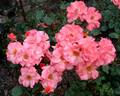 Friend for Life rose photo