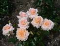 Great Expectations rose photo