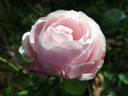 Comtesse de Barbantane rose photo