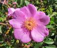 <i>R. acicularis</i> rose photo
