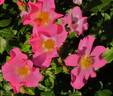 Juanita ® rose photo