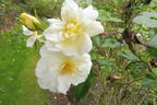 Tall Story ® rose photo