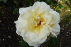 La Perla rose photo