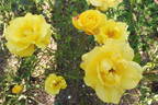 Goldmarie ®, Cl. rose photo