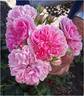 Uetersens Rosenprinzessin rose photo