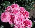Dornröschenschloss Sababurg rose photo