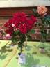 Else Poulsen Morkrod rose photo