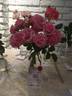 Maragata rose photo