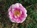 Burnet Irish Marbled rose photo