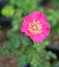 2019 U5 V32 rose photo