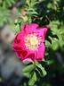 2019 U5 V32 rose photo