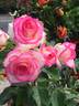 Better Homes rose photo