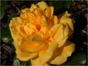 Banco 86 ® rose photo