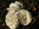 La Paloma rose photo