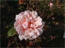 Triomphe de Luxembourg rose photo