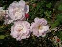 Multiflore de Vaumarcus rose photo