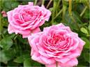 Sugar rose photo