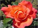 Hallé rose photo