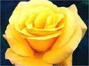 Glorious rose photo