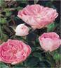 County ® Rose Cheshire rose photo