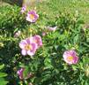 R. carolina rose photo