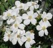 R. brunonii rose photo