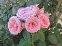 Quincy Jones rose photo
